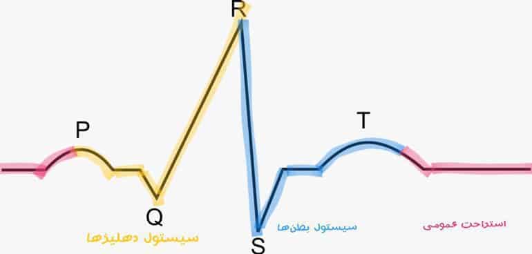چرخه قلب و نوار قلب | زیست دهم 1 زیست دهم نمودار PQRS
